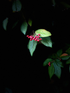 Contoneaster Tree Berries and Leaves